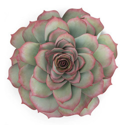 Fustella Sizzix Framelits Large Succulent