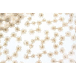 Tessuto pizzo daisy 50x65cm crema